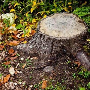 Meet your Posher, Stump